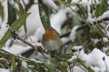 Robin (Erithacus rubecula) in Snow