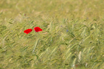 Two beautiful red poppies in a green wheat field in the summer, Dobrogea,Romania