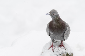 Collared dove (Streptopelia decaocto) in Snow
