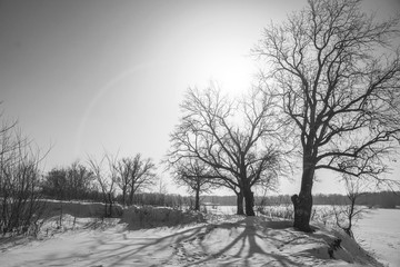 Winter landscape with bare trees and the sun