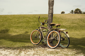 Two bikes resting in a palm tree. Park background