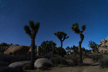 Joshua Trees at night with clean and starry sky, Joshua Tree National Park, California