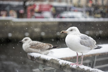 Seagulls in snow on bridge
