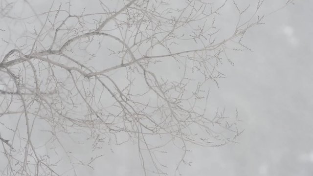 snow blizzard and strong wind. Frosty day.