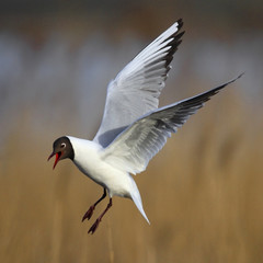 Single Laughing gull in flight among reed stems during a spring period