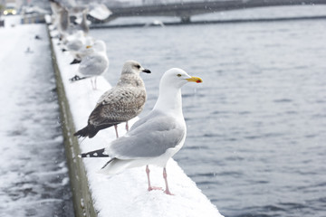 Seagulls in snow on bridge