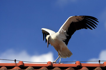 Single white Stork bird on a roof top during the spring nesting period