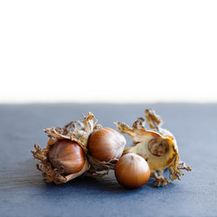 Healthy still life autumn harvest ripe hazelnut Corylus Maxima. Organic filbert cobnuts with dried leaves on stony background. Macro view, selective focus. copy space