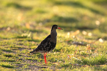 Single Ruff bird on grassy wetlands during a spring nesting period