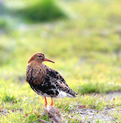 Single Ruff bird on grassy wetlands during a spring nesting period