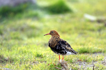 Single Ruff bird on grassy wetlands during a spring nesting period