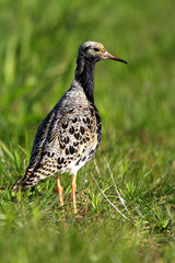 Single Ruff bird on grassy wetlands during a spring nesting period