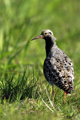 Single Ruff bird on grassy wetlands during a spring nesting period