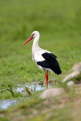 Single White Stork bird on a grassy meadow during the spring nesting period