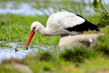 Single White Stork bird on a grassy meadow during the spring nesting period