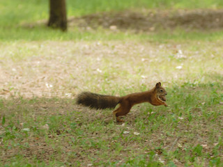 a squirrel running with a nut