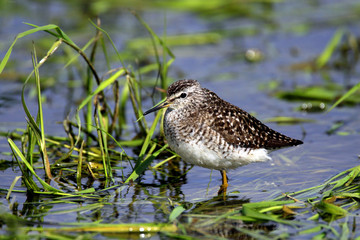 Single Wood sandpiper bird on grassy wetlands during a spring nesting period
