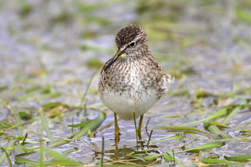 Single Wood sandpiper bird on grassy wetlands during a spring nesting period