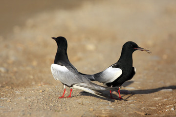 Pair of White-winged Black Tern birds on wetlands during a spring nesting period