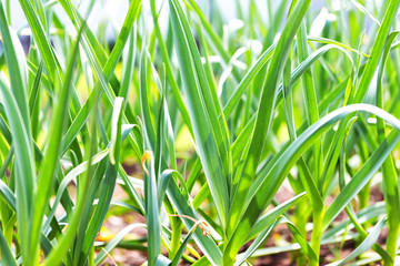 Closeup image of green grass at spring garden.
