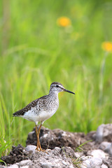 Single Wood sandpiper bird on grassy wetlands during a spring nesting period