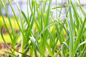 Naklejka premium Closeup image of green grass at spring garden.