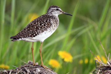 Single Wood sandpiper bird on grassy wetlands during a spring nesting period