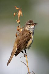 Single Great Reed Warbler on a reed stem during a spring period
