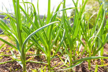 Closeup image of green grass at spring garden.
