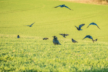 Krähen auf dem Feld