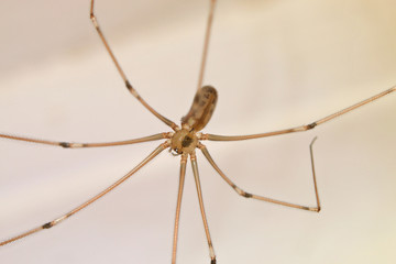 Spider crawls on the street on the ground, macro