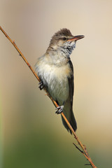 Single Great Reed Warbler on a reed stem during a spring period