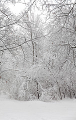 Snowfall in the park, snow covered tree landscape. Beautiful winter weather concept.