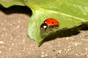Little red ladybug crawling on a green leaf, macro