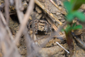 Jumping spider in a natural habitat, close up macro photography