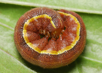 Caterpillar on a leaf, macro photography