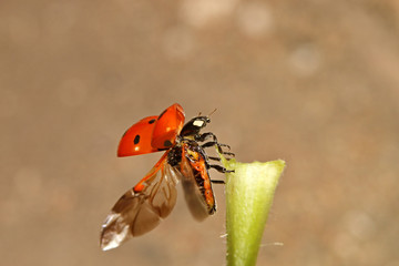 Little red ladybug crawling on a green leaf, macro