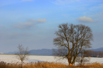 Trees on a field covered in snow