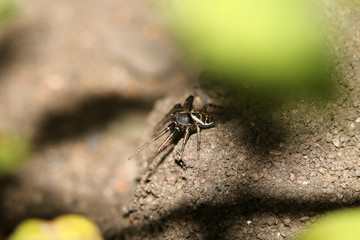 Spider crawls on the street on the ground, macro