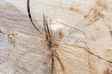 Holzstruktur im Baumstamm