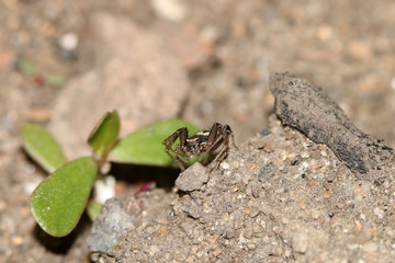 Spider crawls on the street on the ground, macro