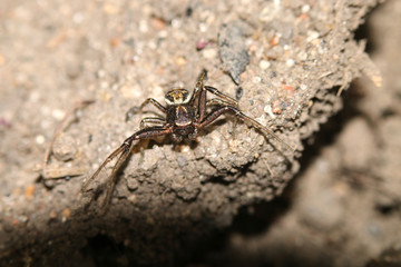 Spider crawls on the street on the ground, macro