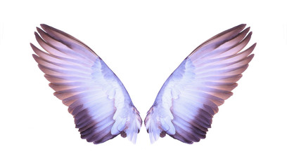 Plakat wings of bird on wite background