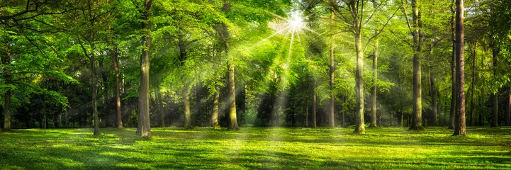 Foto auf Glas Grünes Wald Panorama im Sonnenlicht © eyetronic