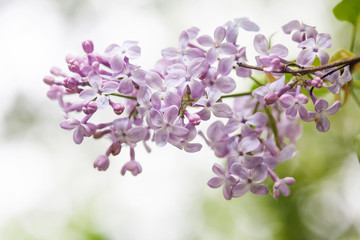 Blooming spring purple violet flowers. Lilac flower springtime landscape. soft focus photo