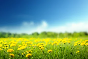 Photo sur Plexiglas Campagne champ de fleurs printanières et ciel parfait
