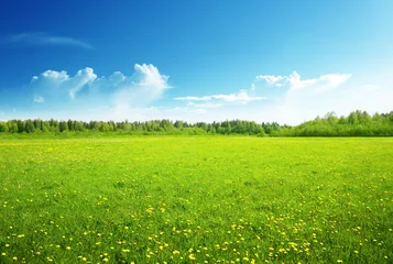 Photo sur Plexiglas Campagne champ de fleurs printanières et ciel parfait