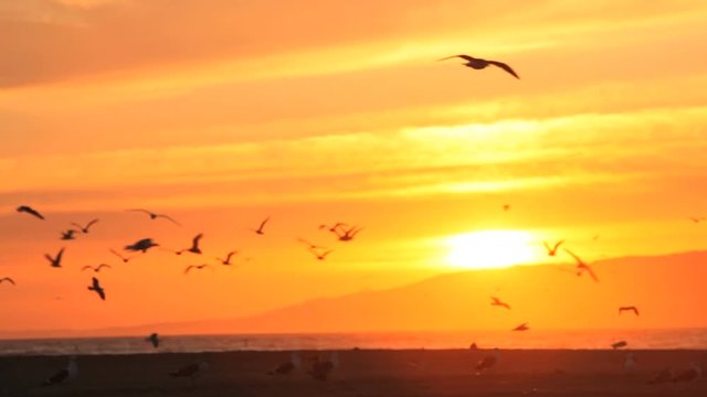 Silhouette of birds flying at the beach during vibrant orange sunset