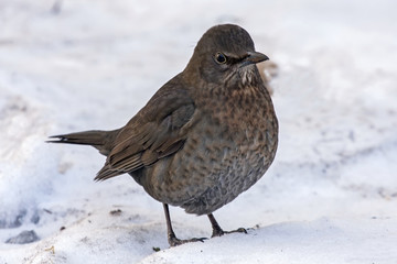 Common blackbird (Turdus merula) sitting on the snow