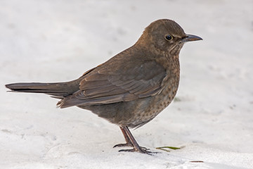 Common blackbird (Turdus merula) sitting on the snow